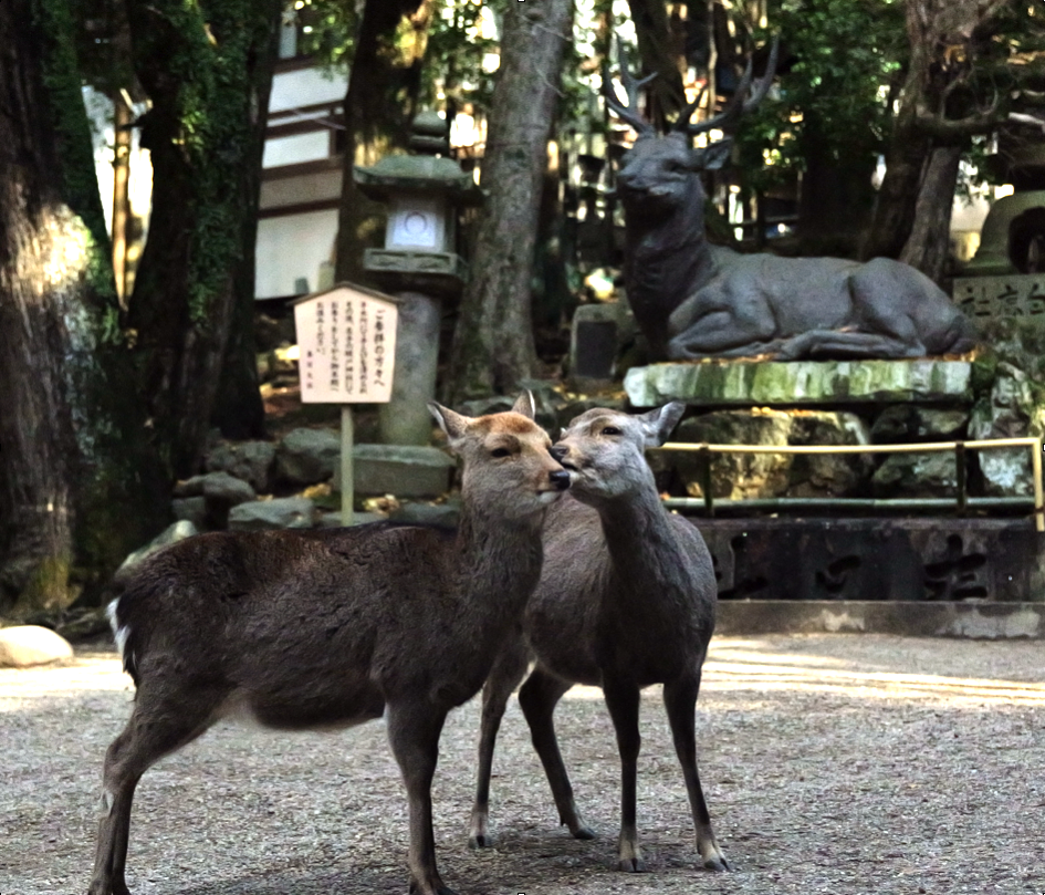 奈良で暮らす